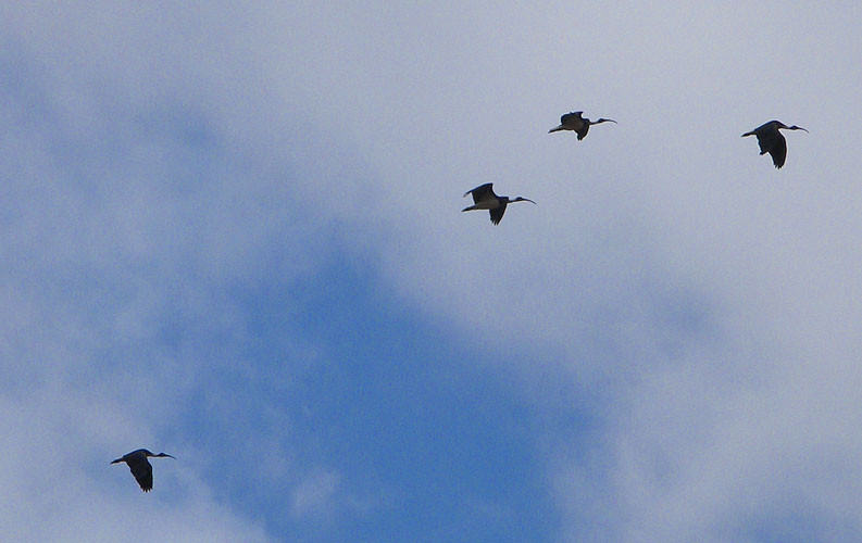 ibis flight 4.jpg - OLYMPUS DIGITAL CAMERA         